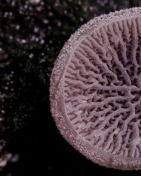 Resupinatus vinosolividus