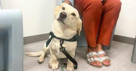 Famous First Responder Therapy Dogs