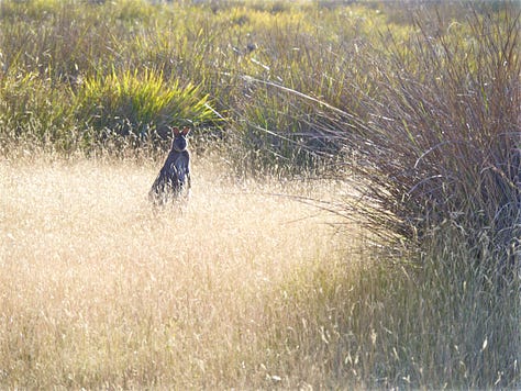 pics of a Wallaby in long grass