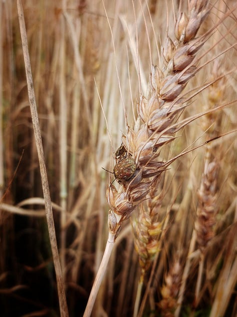 Vajosuon vaellus