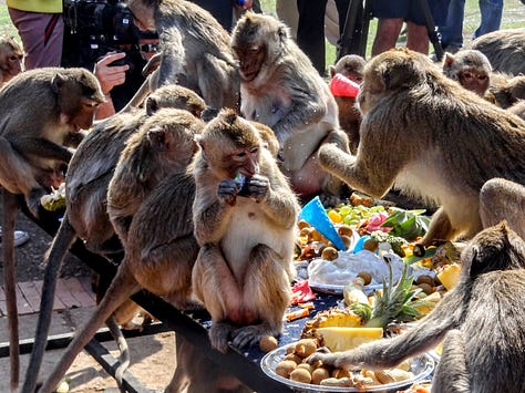 Lopburi monkeys