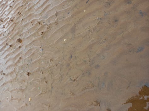 green leaf worm egg; half buried seed pillow; Andy leaning over to stake a seed pillow; person crouched in the mud; footprints through the mud sand; seagrass edges.