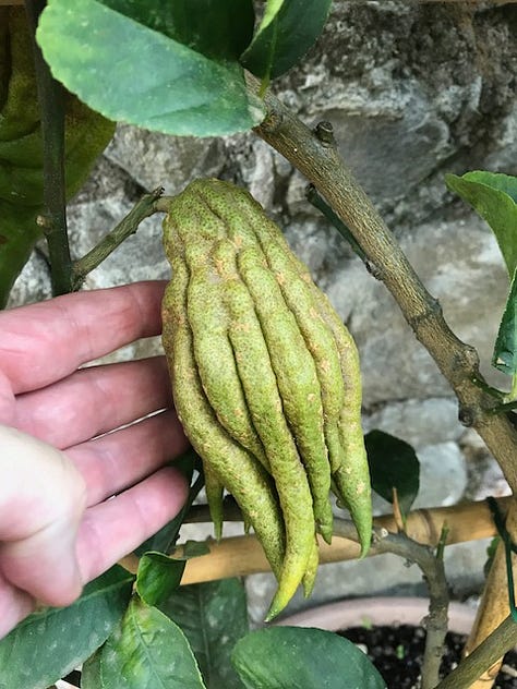 Lemons and limes thrive in busy gardens clinging to the sides of the hilltop village.