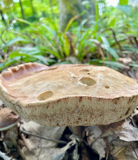 Mushrooms galore in the Woodland garden today. 