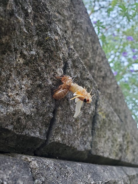 Cicada evolutions as nymphs, exoskeletons, adults, and carcasses