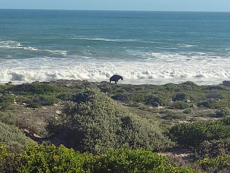 Ostriches a little distance from the camera, by the sea