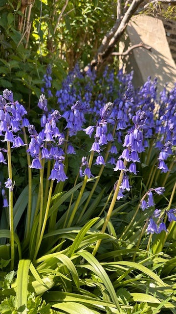 Wild Hyacinth