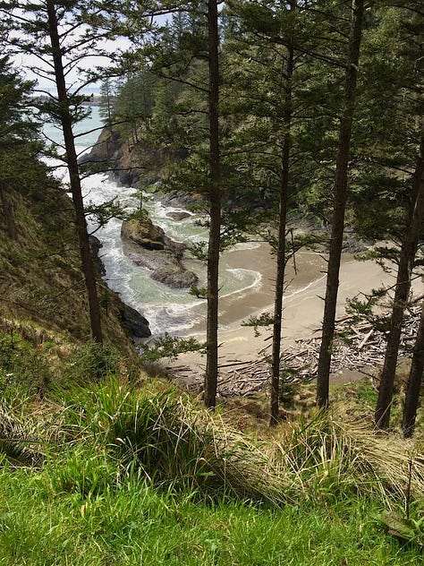 trees with beach, Washington coastline
