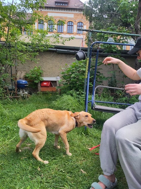 nine photos of a person in grey sweatpants and a dog. the dog is trying to jump and eat a cucumber from the person's hand