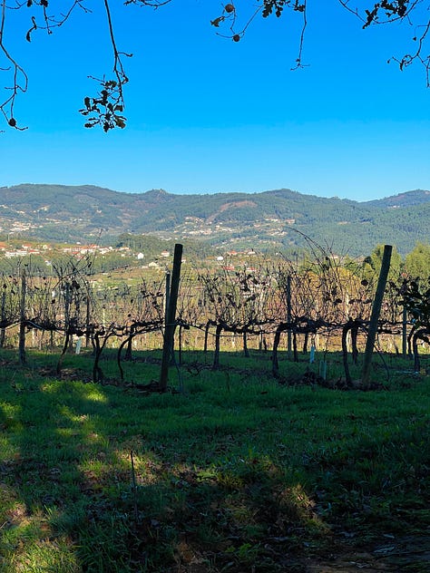 Dormant vines at Monverde Wine Hotel