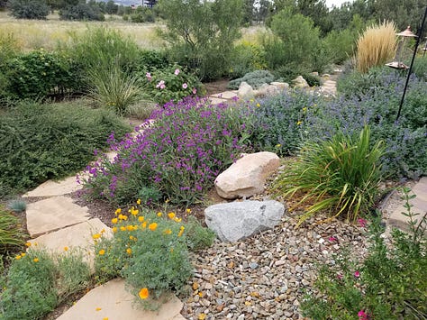 California Bluebells, Hardy Hibiscus, Pink and Purple Salvia, Indian Paint, Poppies, Pink and white Hibiscus, Rock Garden