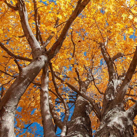 Trees, Tree Canopy