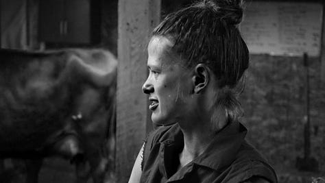 A gallery of photos of wiry woman farmer walking with her cows, bending over to pick something up as they enter the woods, coming into the barn, helping into the milking parlor, a sideshot of the farmer, her hand on one of the cows, sitting down to milk... all black and white