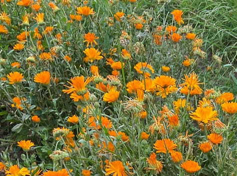 Images of bright orange fresh and dried marigolds