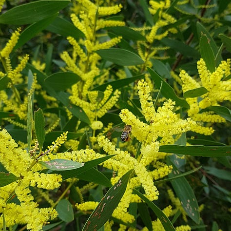 Photos of Australian native Flora and Fauna