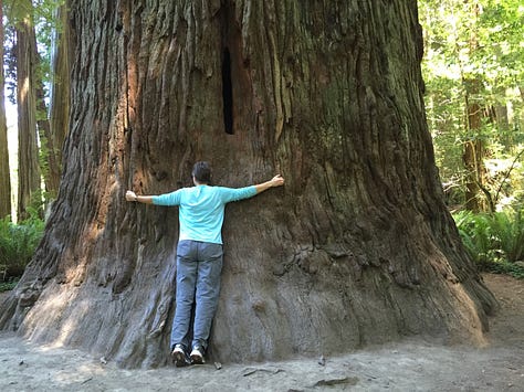 left hand on pine bark, seated woman seated in front of tree hollow and touching edge with right hand, hugging a redwood tree