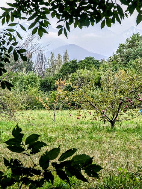 Almaty apples