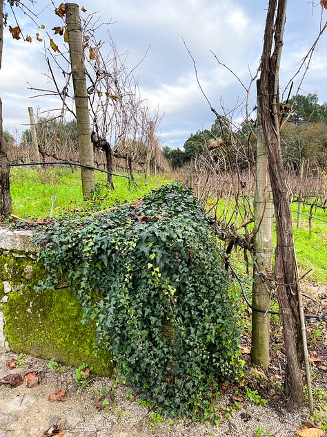 moss on trees, grass, orange trees, mushrooms, nature lovers dream