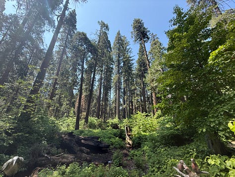 Murphys, big trees