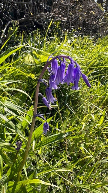 Wild Hyacinth