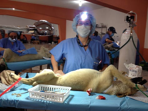 Photos of Michele Saletros, DVM at work as a veterinarian.