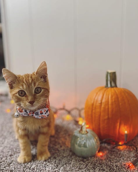Multiple photos of Theo, an orange cat.