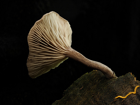 Hohenbuehelia sp. ‘Ahurriri’