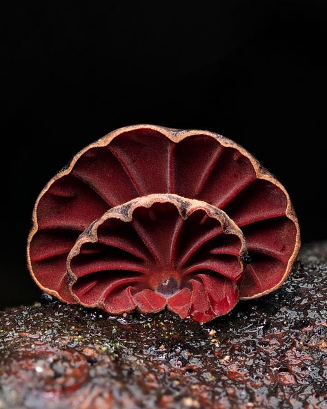 Anthracophyllum archeri / Orange Fan