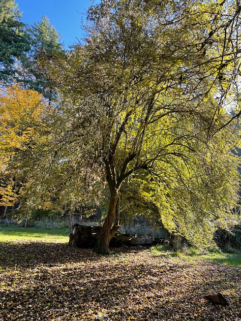 Series of 6 images described in text above: blue faery door, lamp in tree close up with mushroom, lamp in tree from far away with full tree, Sprite cans in crook of tree, key hanging from a string, painted rock wedged in tree bark with words "If it doesn't open, it's not your door" and a blue door