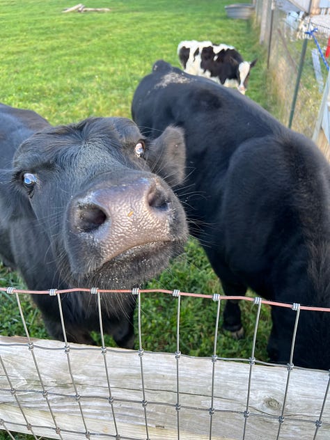 a collection of pictures of: a baby cow (close up on the face and one of the full body), black cows (one with nose protruding cutely), a close up of a donkey with one googly eye, and a crew of donkeys at the threshold of the door