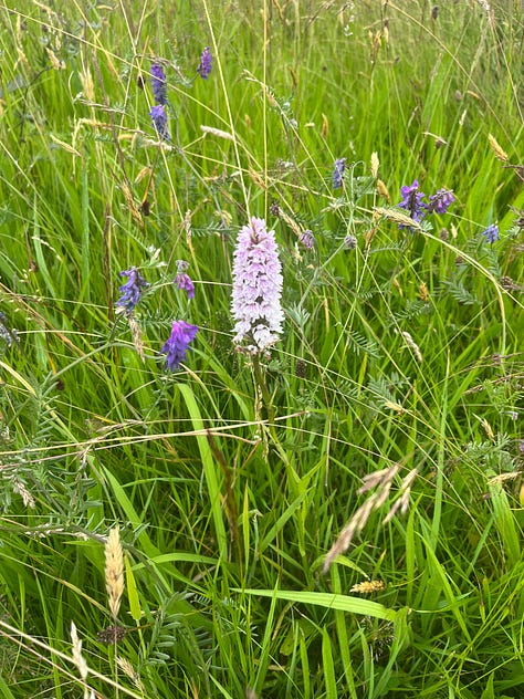 wildflowers 