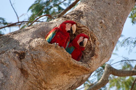 Pantanal Caiman Macaw