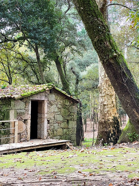 moss on trees, grass, orange trees, mushrooms, nature lovers dream