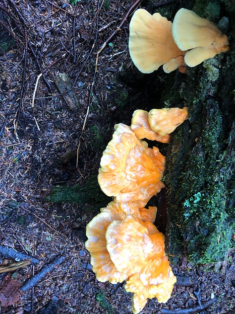 mushrooms and lichens