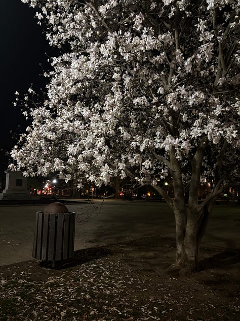 Tress in bloom in Washington D.C.