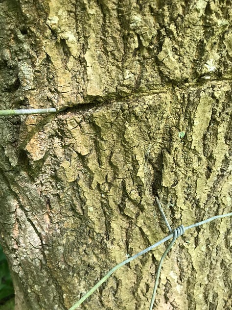 A series of close up images of trees with thick wire cutting through and into them, some with barbed pieces, evidence of the healing and growth of the tree around the wire with thickening and distortion to the bark texture and pattern.