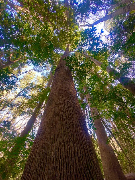 Picture of a tall tree trunk taken from below, of the same trunk's foot in the forest floor and of the tree's bark, which looks like entwined roots.