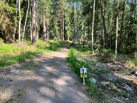 A sunny day in the forest