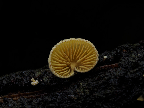 Crepidotus parietalis