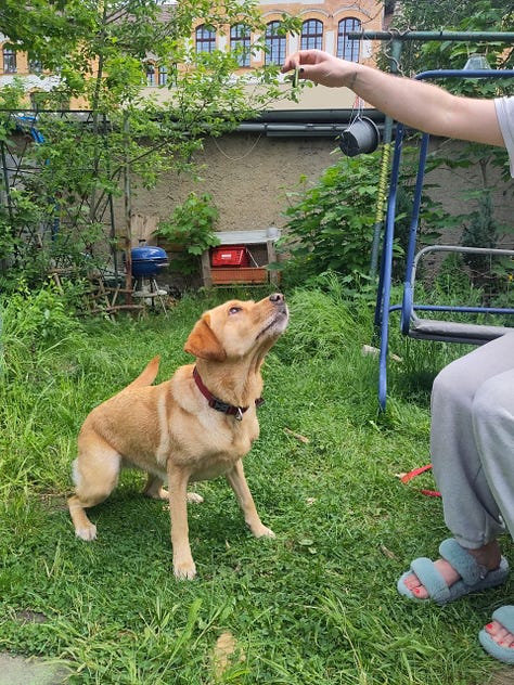 nine photos of a person in grey sweatpants and a dog. the dog is trying to jump and eat a cucumber from the person's hand