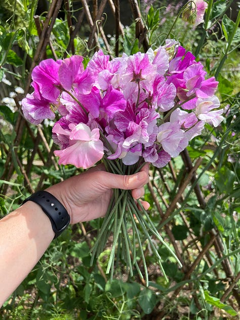 Three bunches of sweet peas in shades of pink and purple