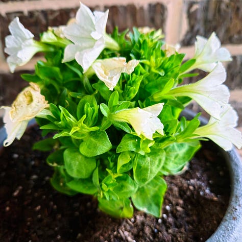 Firefly Petunias