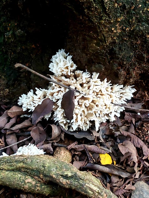 Cogumelos e orelhas de pau de espécies variadas num curto trajeto urbano dentro de São Paulo. Estão em canteiros, troncos de árvores, raízes, galhos caídos, acúmulos de folha. 