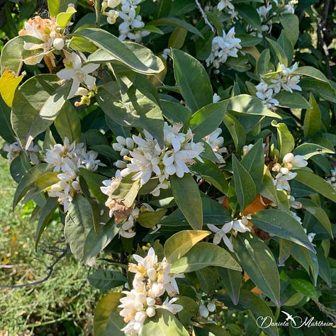 Flowering citrus trees