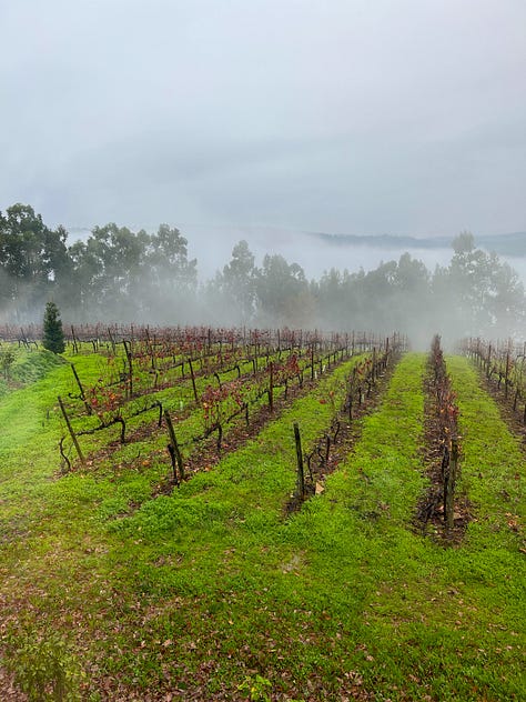 Dormant vines at Monverde Wine Hotel