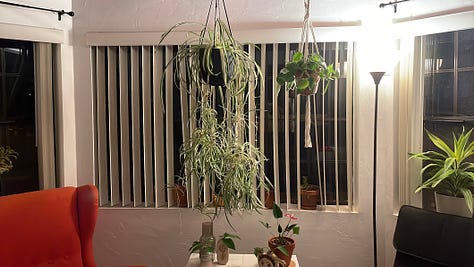 Window at night with vertical blinds and a hanging plant in front. 