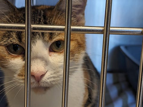 Photos of a calico cat with green/hazel eyes. Photos feature her in her kennel at the shelter, lying down on a grey couch, playing with soft toys, and climbing on a climbing tree.