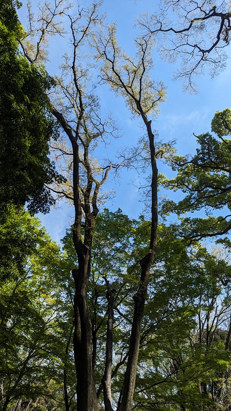 A return to Asukayama Park