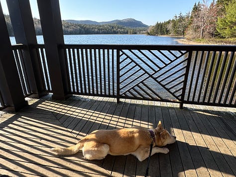 Scenic photos of the ocean and dogs