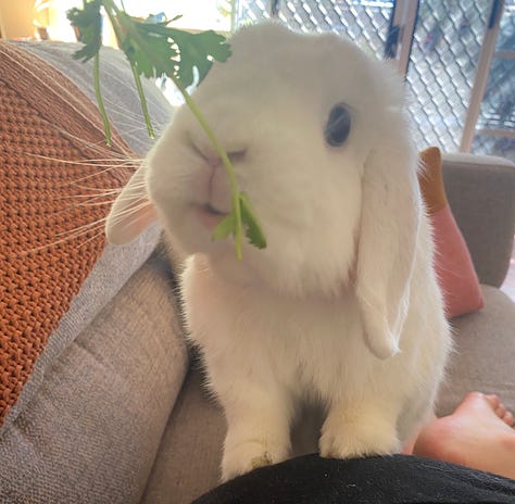 Image 1. Laura in a yoga pose wearing a red t-shirt and climbing helmet and harness, on top of a cliff, grassland, shrubbery, cliffs and sky in the background. Image 2. Percy the white lop eared bunny reaching for parsley on the couch. Image 3. Laura in climbing gear and Oscar the black and white border collie give Laura an unexpected kiss! 